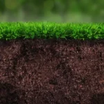 Green Soil Magic: Cover Crops That Transform Your Garden Beds