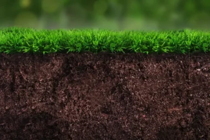 Green Soil Magic: Cover Crops That Transform Your Garden Beds