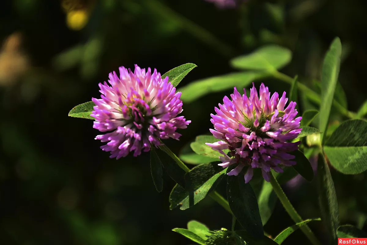 Green Soil Magic: Cover Crops That Transform Your Garden Beds