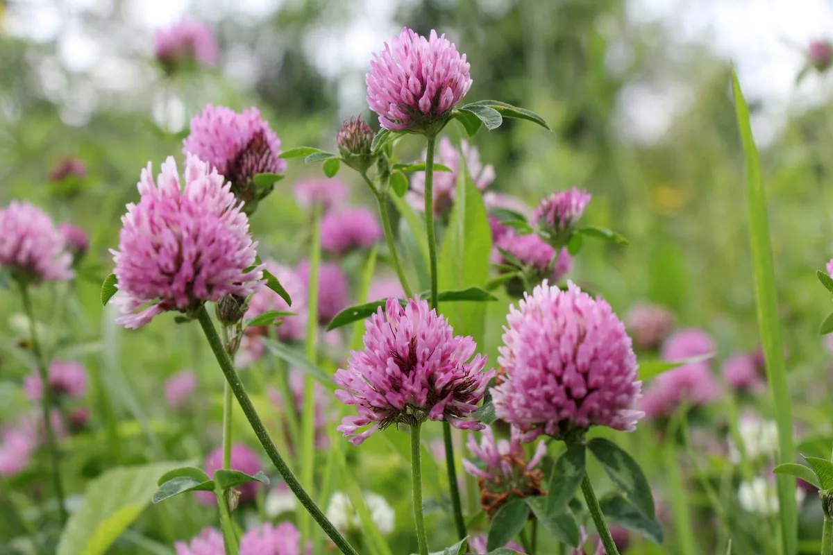 Green Soil Magic: Cover Crops That Transform Your Garden Beds