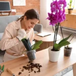 Hogyan ültessük át orchideánkat néhány egyszerű lépésben, hogy gyönyörű virágokat hozzon?