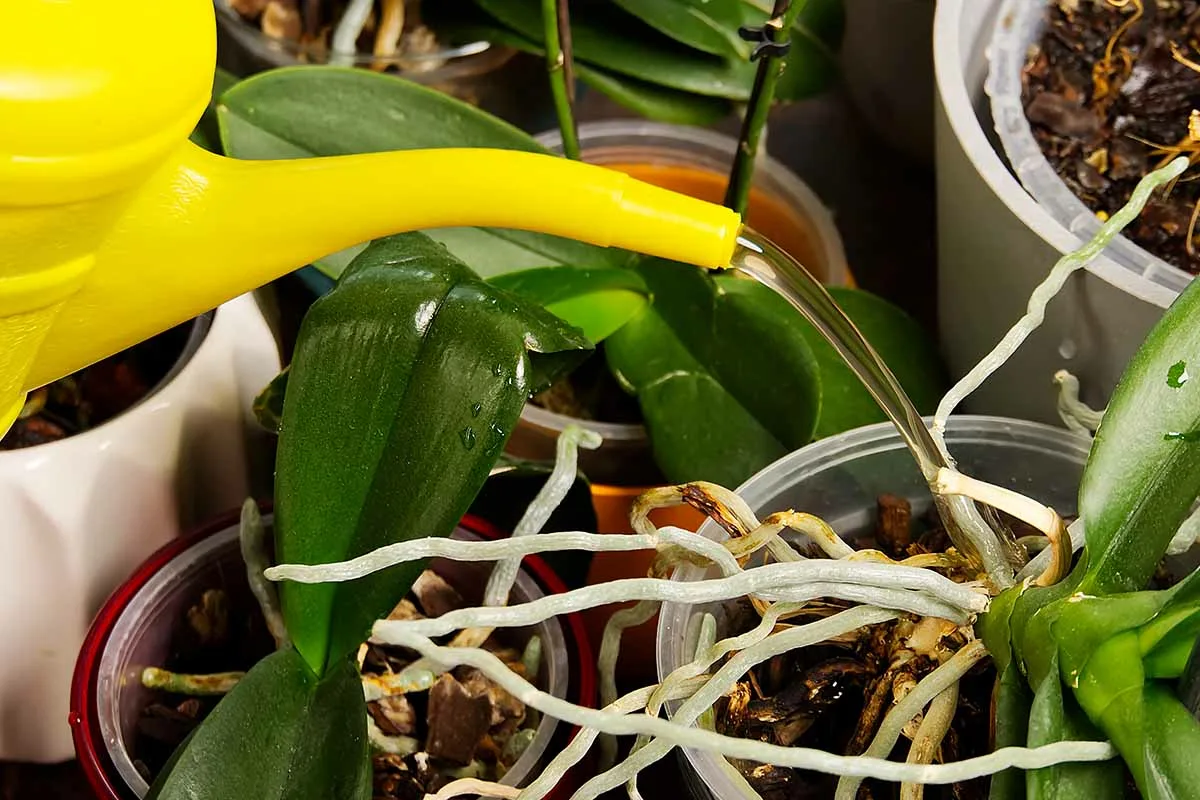 Hogyan ültessük át orchideánkat néhány egyszerű lépésben, hogy gyönyörű virágokat hozzon?