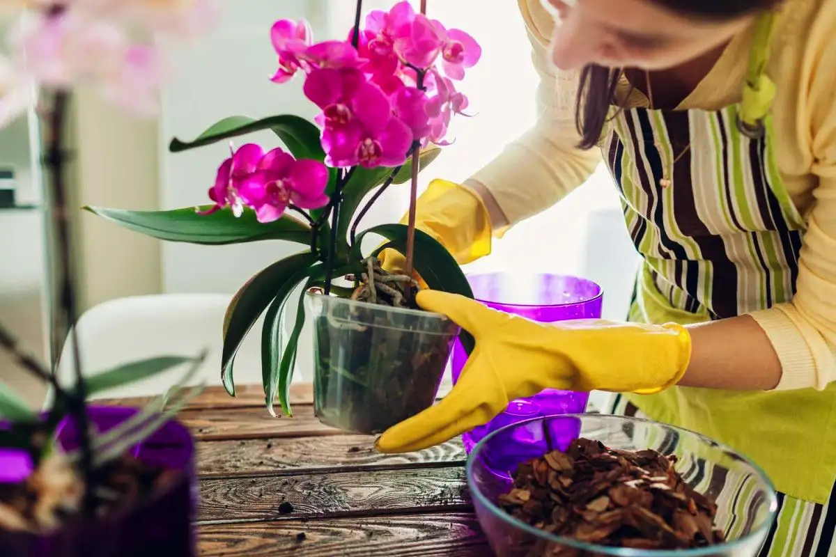 Hogyan ültessük át orchideánkat néhány egyszerű lépésben, hogy gyönyörű virágokat hozzon?