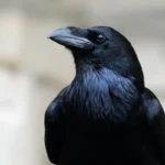 Hollók és szerszámhasználat: az evolúció új jelei