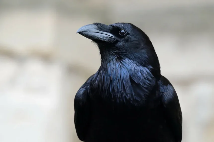 Hollók és szerszámhasználat: az evolúció új jelei