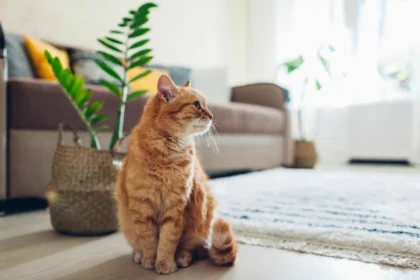 Természetes mézes maszkok macskák szőrének ápolásához: csillogó szőrzet a macskájának