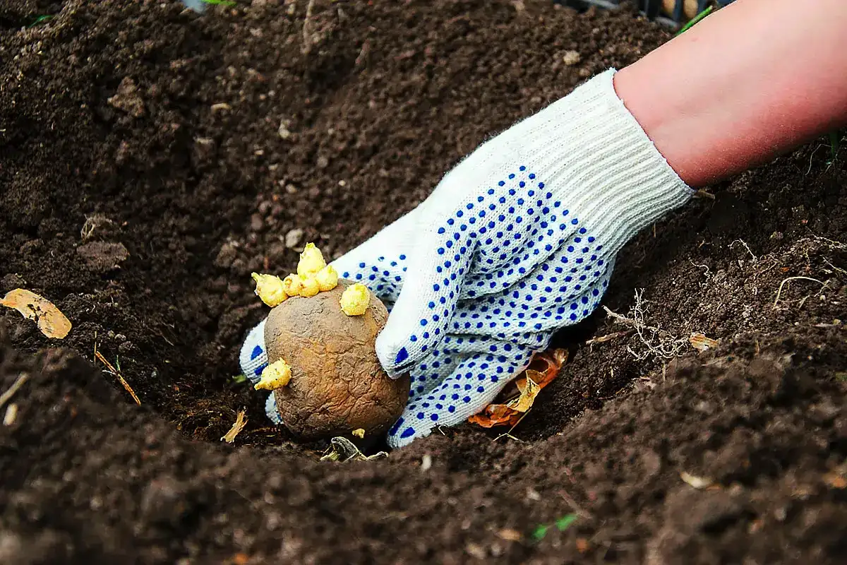 8 növény, amelyet soha ne ültessen rózsák közelében, hogy azok virágozzanak